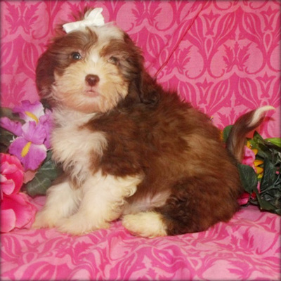 poo shih puppies ready still cambridge dogs contact information