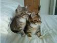 Kittens Needing Homes. We have two kittens that need....