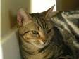 Cambridge Cats Protection kittens and cats for rehoming.....