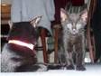 beautiful cross kitten for sale. We have one black....