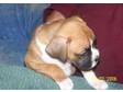 AFFECTIONATE BOXER puppies for sale,  tan,  male,  1-3....