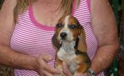 Well Vaccinated Basset Hound puppies for sale/adoption