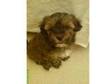 Yorkiepoo Lhasa Apson Puppy for sale 350. I have a 7....
