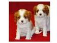 REGISTERED CAVALIER King Charles Puppy These puppies are....