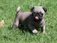 Twin Pug Puppies for sale at cheaper prices