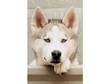 Huskamute snowdog pups for sale w.huskamutes.co.uk. we....