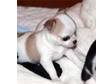 Chihuahua Puppies for Sale We breed small,  refined apple....
