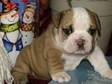 KC Bulldog Puppies For sale. They are raised with other....