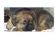 Border Terrier Puppies For Sale in Lincolnshire. KC....