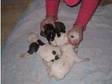 7 Staffordshire Bull Terrier Puppies For Sale (£250). 7....