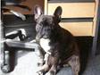 French Bulldog For Stud. (£1). Dexter is a gorgeous....