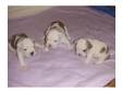 THESE BRITISH bulldog pup`s come from excellent champion....