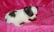 Chihuahua Puppies Available