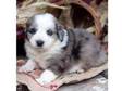 Great Pyrenese Mix puppies. These adorable little Great....