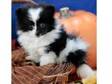 Pomeranian Puppies. We are making available an excellent....