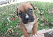 Outstanding Quality Boxer Puppy for sale