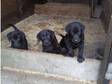 Black Labrador Puppies For Sale,  Dogs Only Good family....