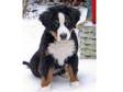 Holly the Bernese Mountain Dog, for new home ready to go....