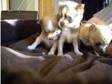 Chihuahua puppies for sale. A beautiful litter of 3 baby....