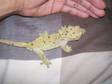 Crested Gecko Super Dalmation Male