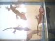 Crested Gecko Female's for Sale