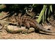 Tegu Monitor Lizard (£250). Black and white male....