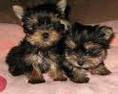 yorkie puppy for good homing and maintainance