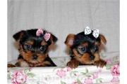 Lovely yorkie puppies for adoption